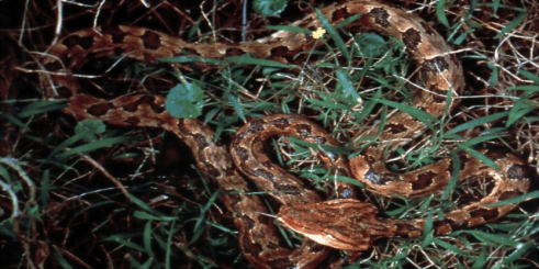 大街上居然有蛇出没.