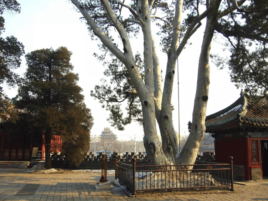 读城 | 祥子跑过的北京,现在什么样?