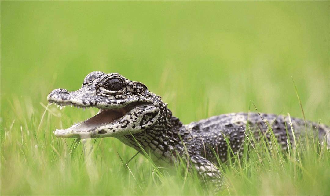 南京游客坐船喂鳄鱼,还推出"人鳄共浴",为何鳄鱼乖乖不伤人?