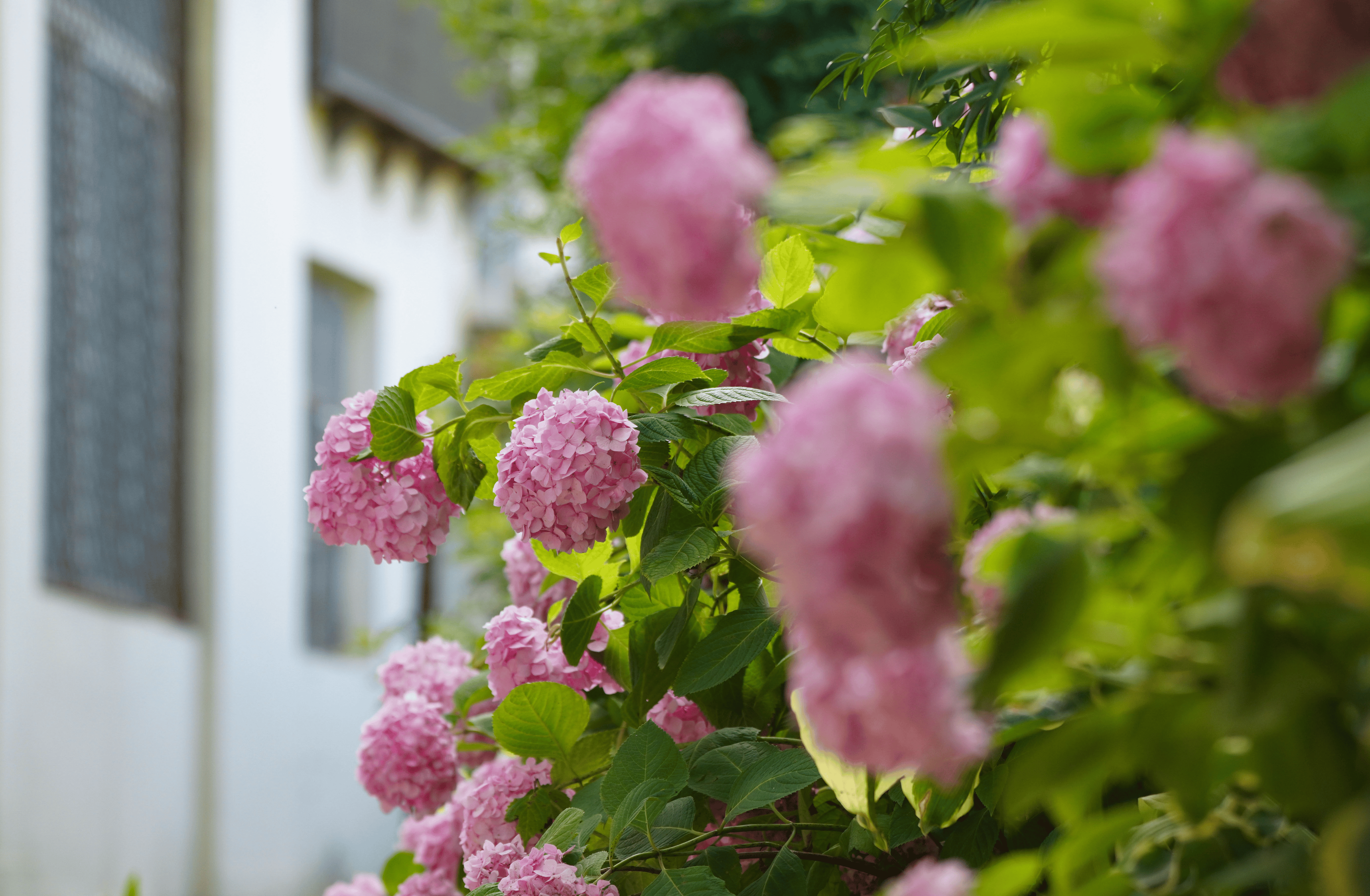 来绿城广场赏绣球花吧 粉色