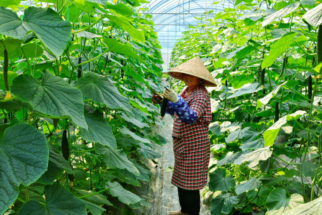 万山黄道乡:发展大棚蔬菜产业推动村级集体经济高质量发展