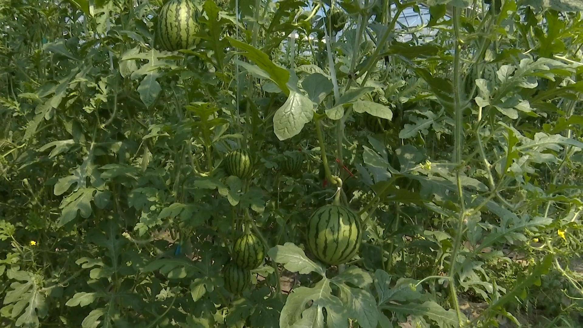 武汉西瓜种植采用"空中"立体栽培 亩产可达5000斤