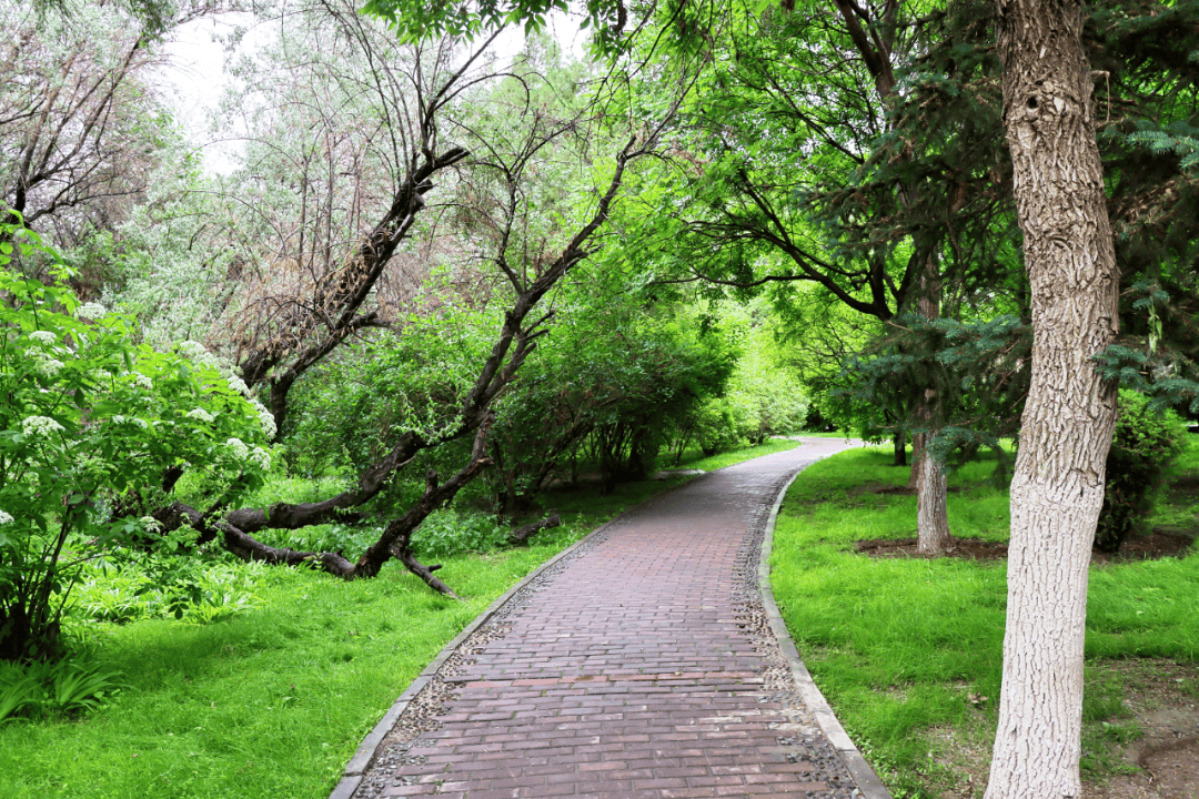 夏日雨后,金川公园美景清凉上新