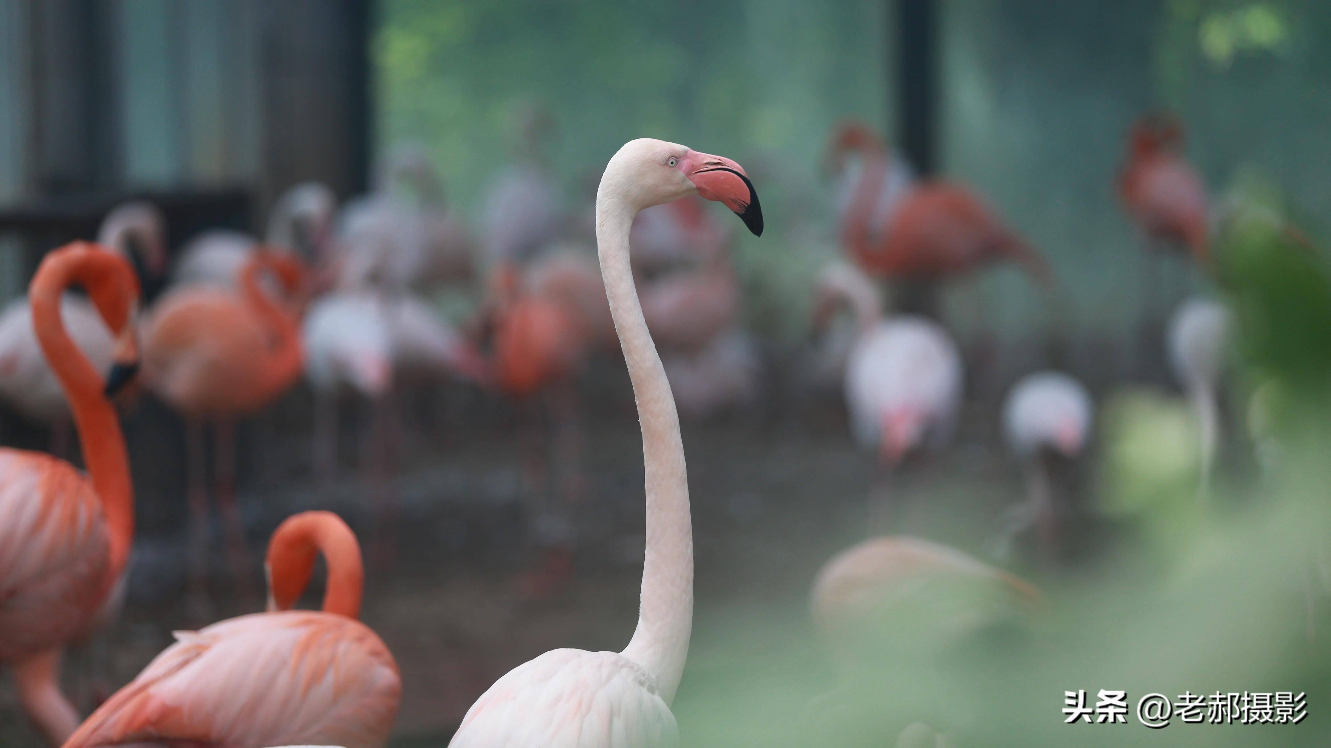 气质高雅 嘴部奇特的火烈鸟