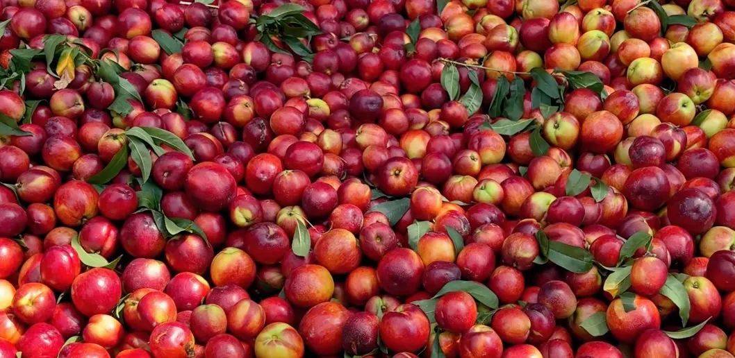 甜!脆!万亩油桃甜蜜丰收 电商赋能助力农户增收