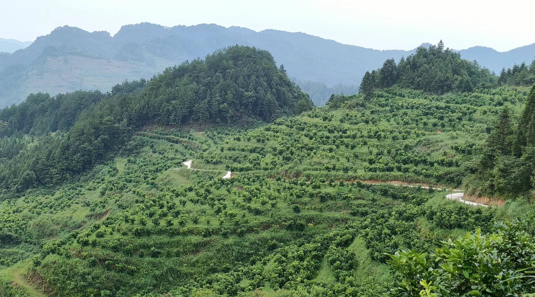 重庆秀山:特色水果种植蹚出乡村振兴新路子