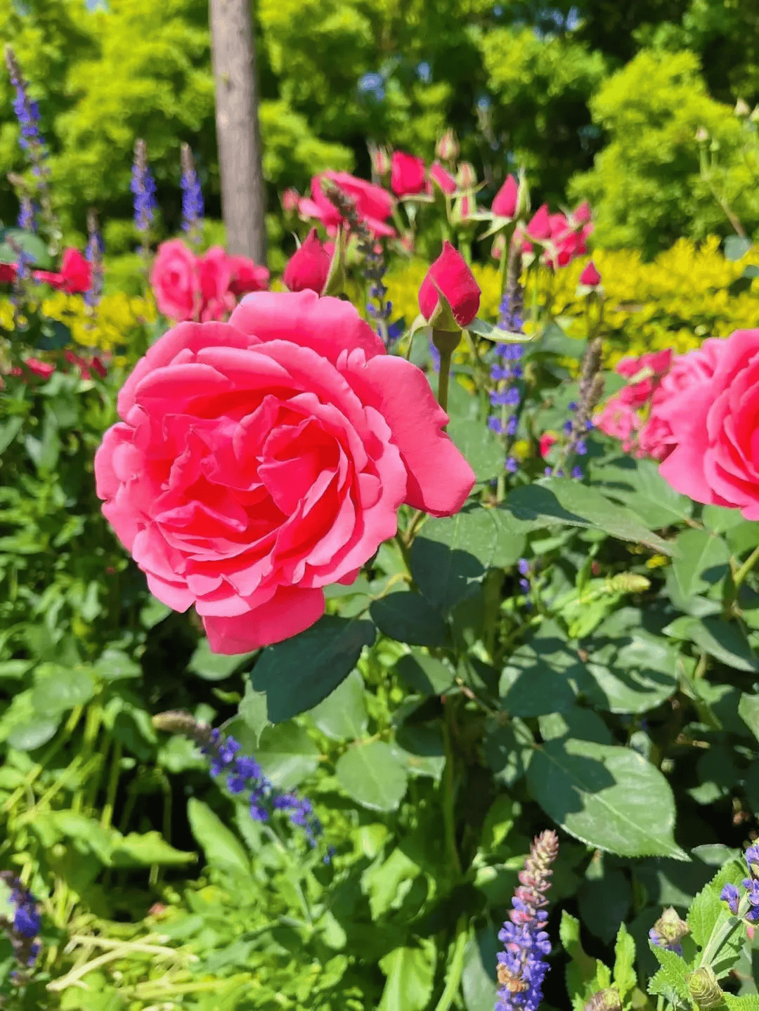 长寿之乡山东莱州:花开满城,莱州颜值爆表!