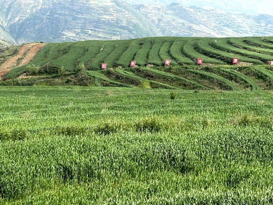 村头边的草地图片