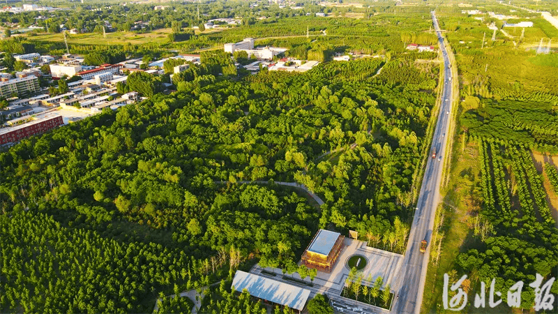 雄安"千年秀林"→_新区_赵永辉_日报