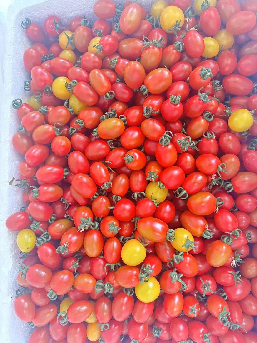 咱李寨五彩小番茄"甜蜜"上市啦