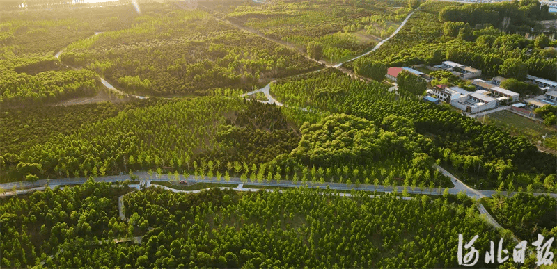 雄安新区千年秀林景观图片
