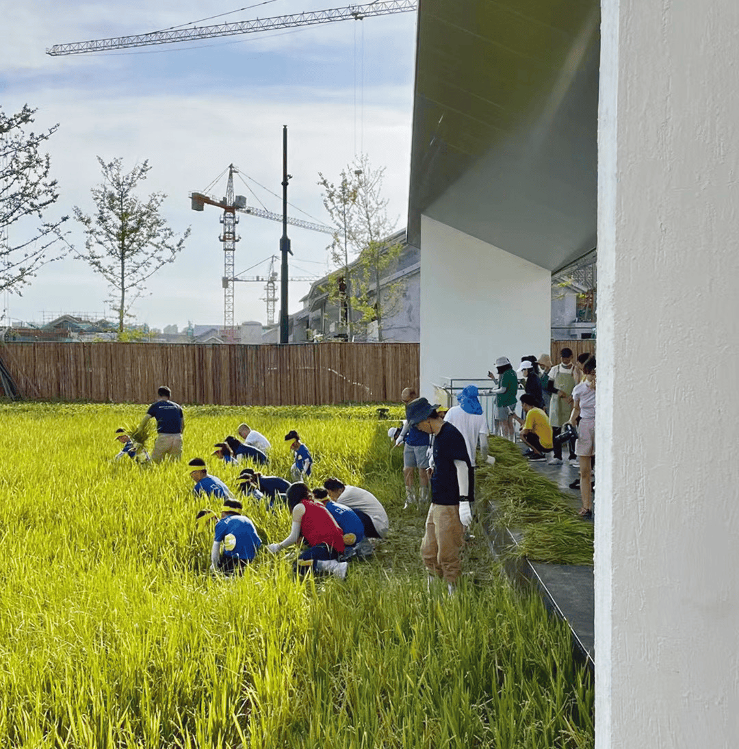 当年春季雨水反常,不利于早稻播种,建议改种玉米或其他应时的农作物