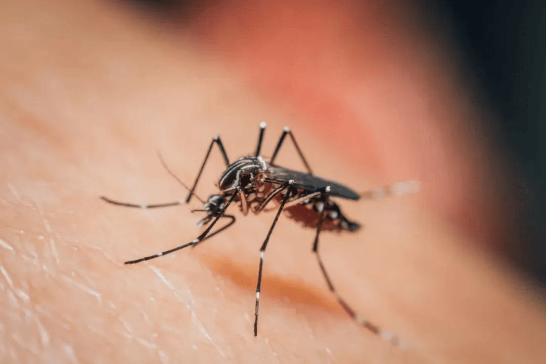 5月防病提示:蚊子带着登革热来了,你家里的积水清了吗?