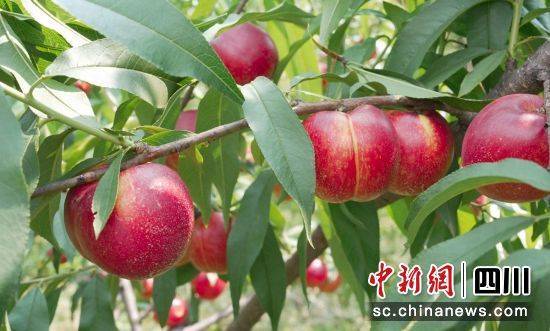 荣县融媒 供图据介绍,九棚山位于荣县花龙沟景区旁,拥有宜人的气候.