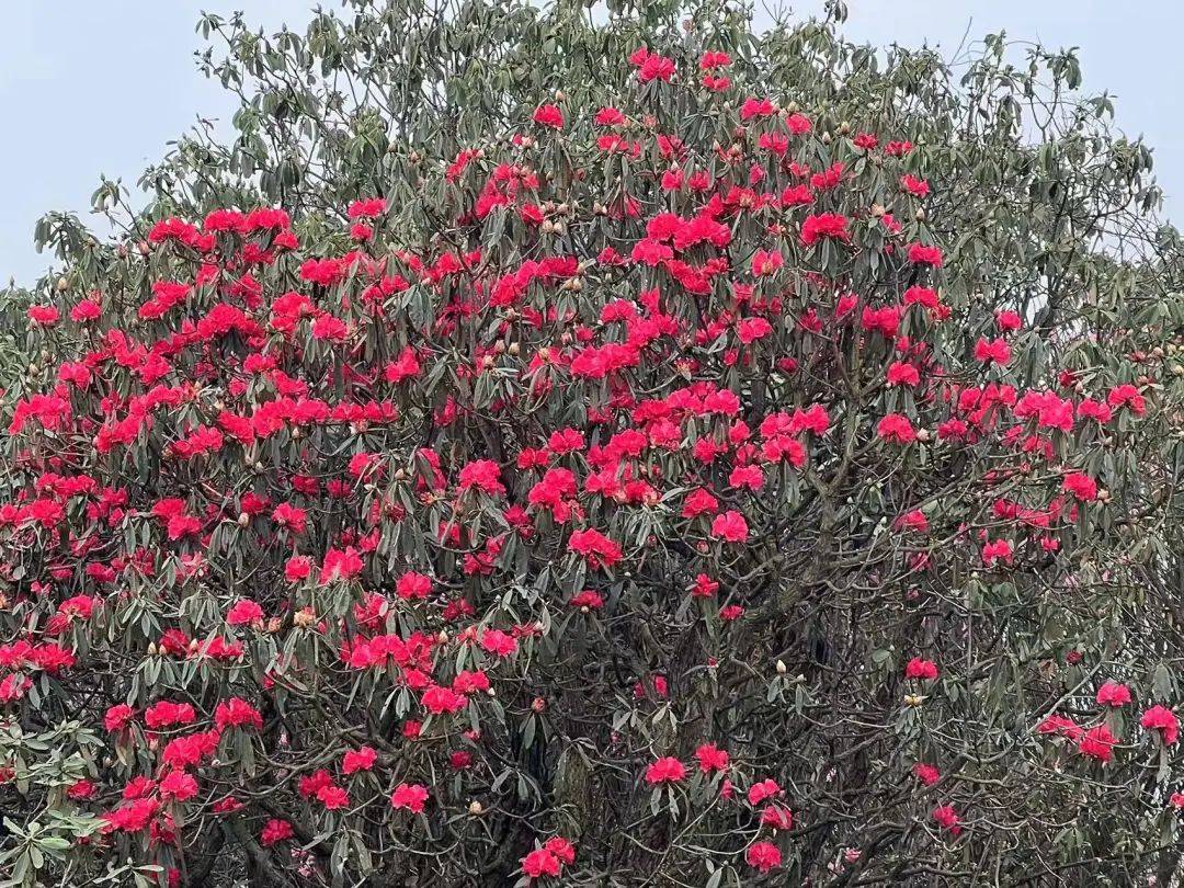 杜鹃花放映山红
