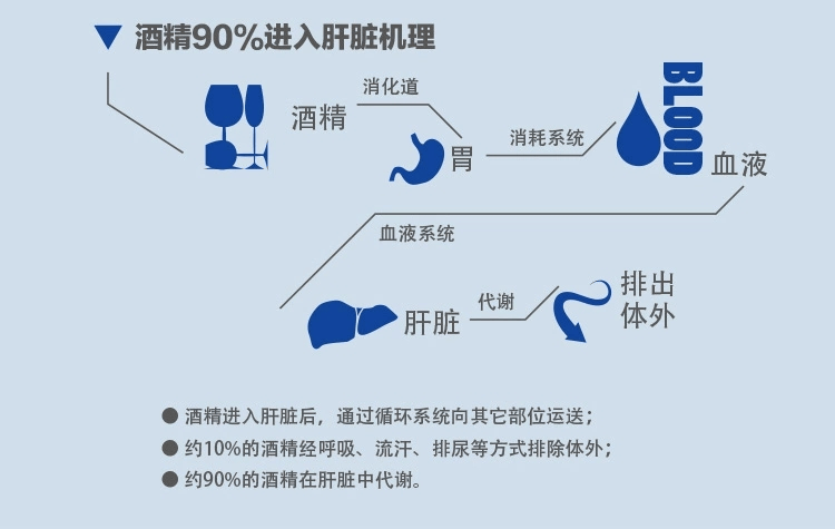 肝脏分泌功能负荷过大当体内酒精含量过高时人体的酒精90%会在肝脏中