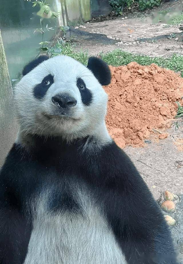 来看看哪只大熊猫,白眼翻得最传神,七仔,秦韵,梅兰,花花