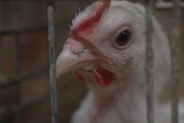 限时买赠 | 我好像找到了鸡胸肉最简单好吃的方法.