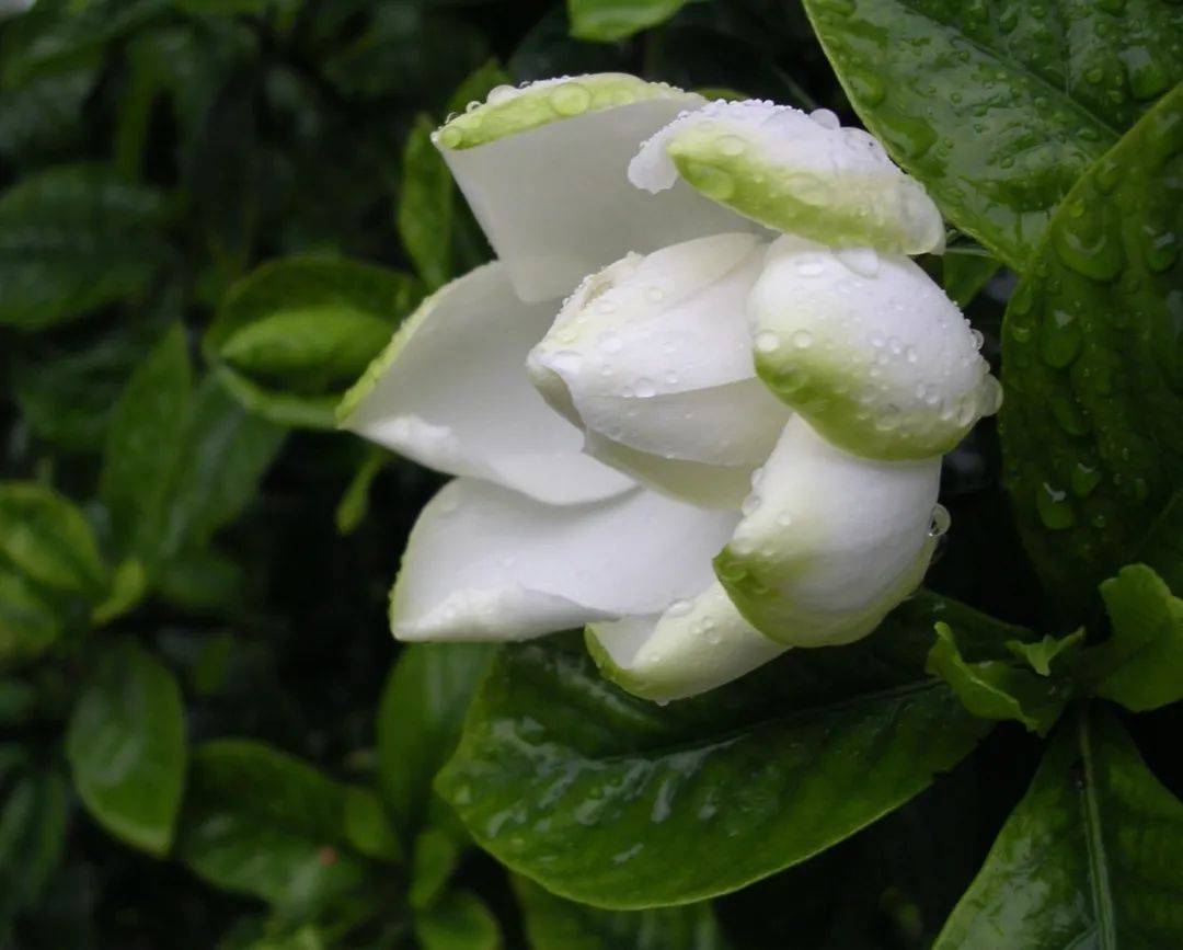 栀子花._花瓣_叶子_香气