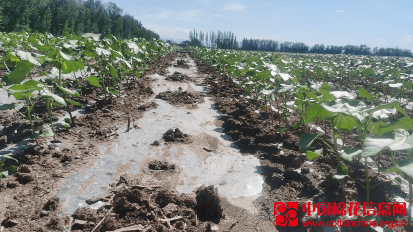 我在新疆 | 北疆多地棉花长势良好 部分棉苗开始现蕾