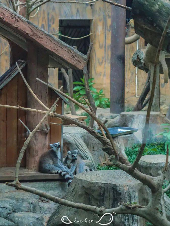 孩子们也可以体验熊出没主题区的欢乐,在梦幻的乐园中放飞自我,获得