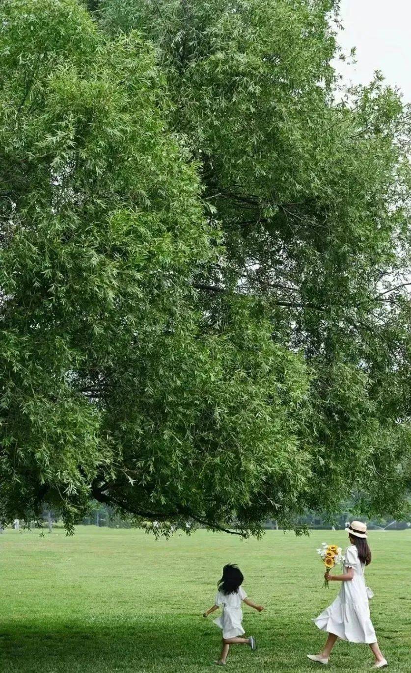 木木夕_草坪_公园