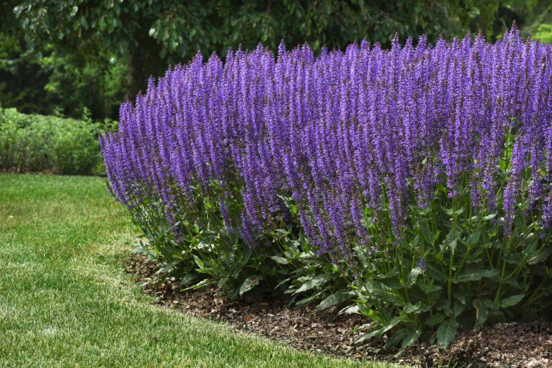 北京春季花展_花卉_月季_种植