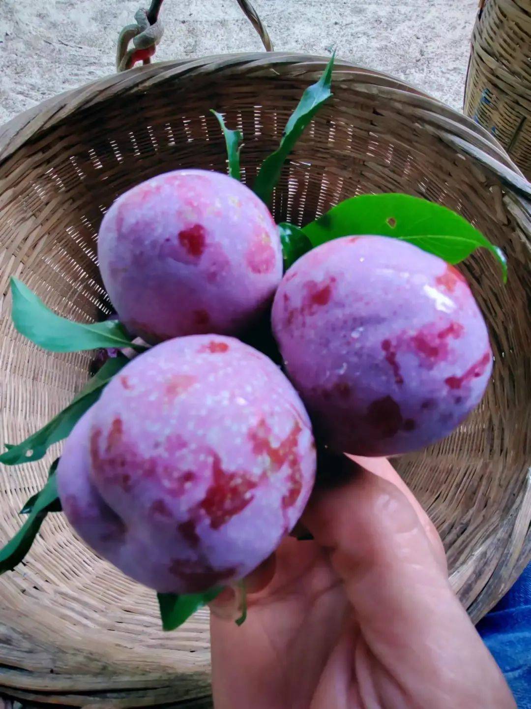 信宜钱排银妃三华李正式进入甜脆多汁时期!错过又要等一年