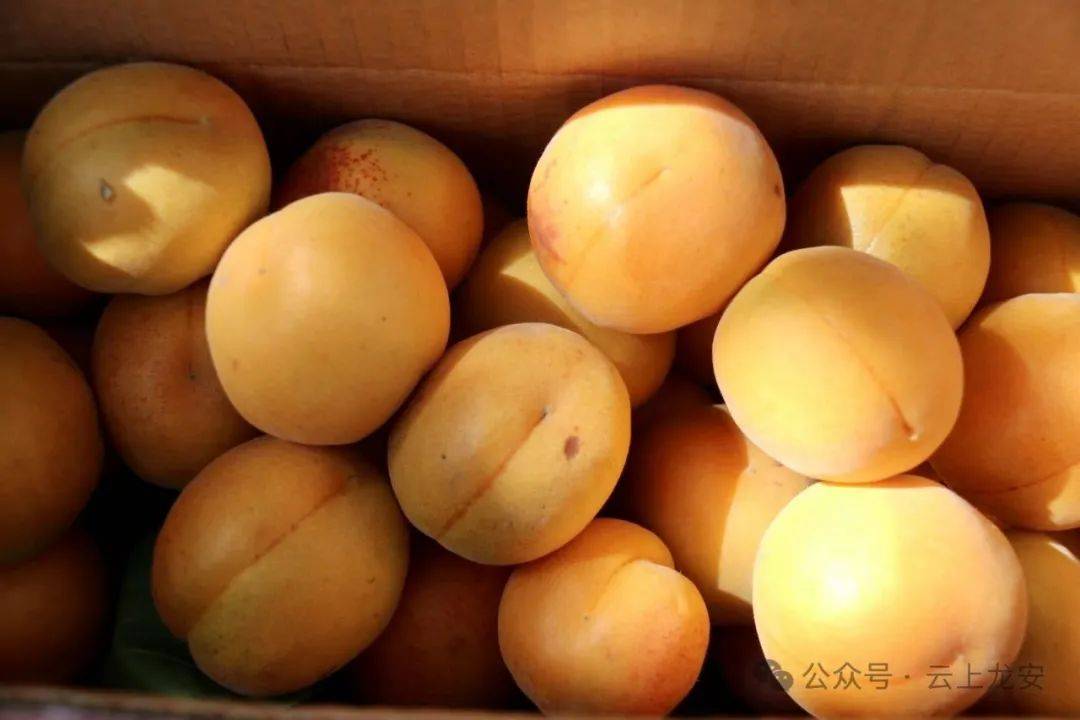 "杏好有你" 来马投涧镇感受不一样的盛宴_南岭_贡杏_龙安区