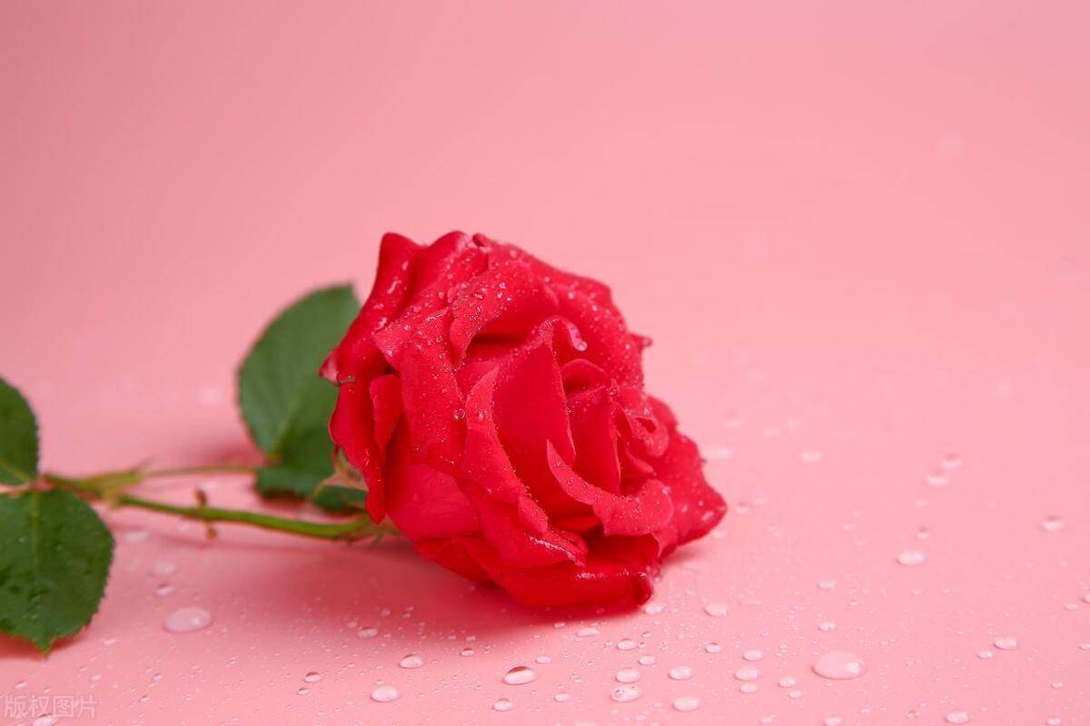 家有富贵花,不富也发家:4种吉祥花,家里必备,带来多金与福气