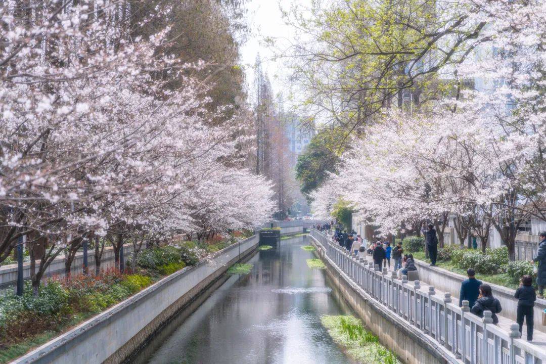 euers似锦樱花01picture快来看看有没有你中意的吧~三端通用的壁纸哦