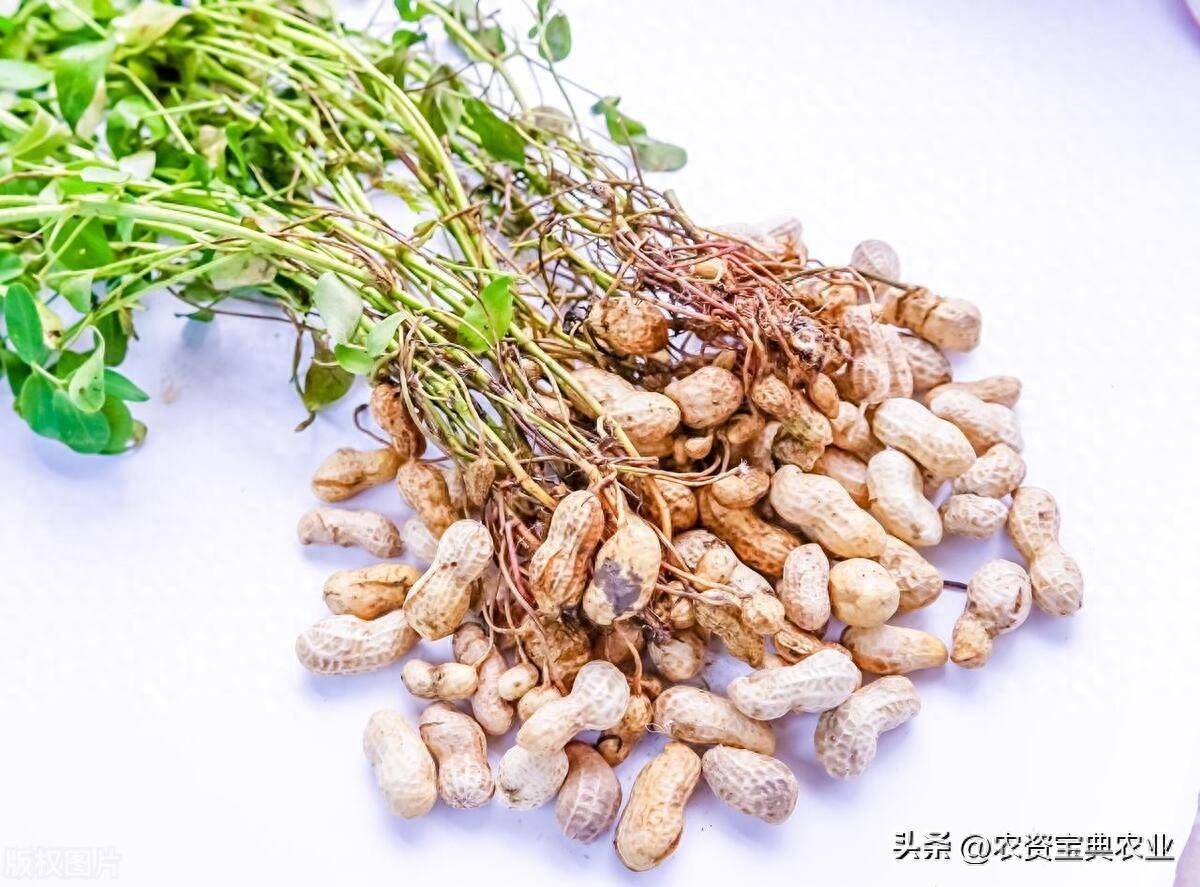 2024年夏花生生产技术指导意见出炉