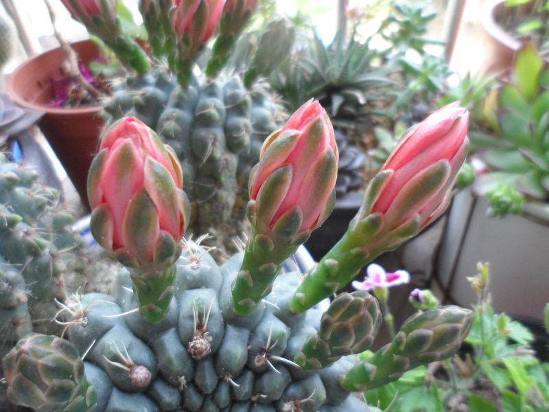 养好绯花玉,记住3点,能开好几茬,色彩鲜艳球体更胖