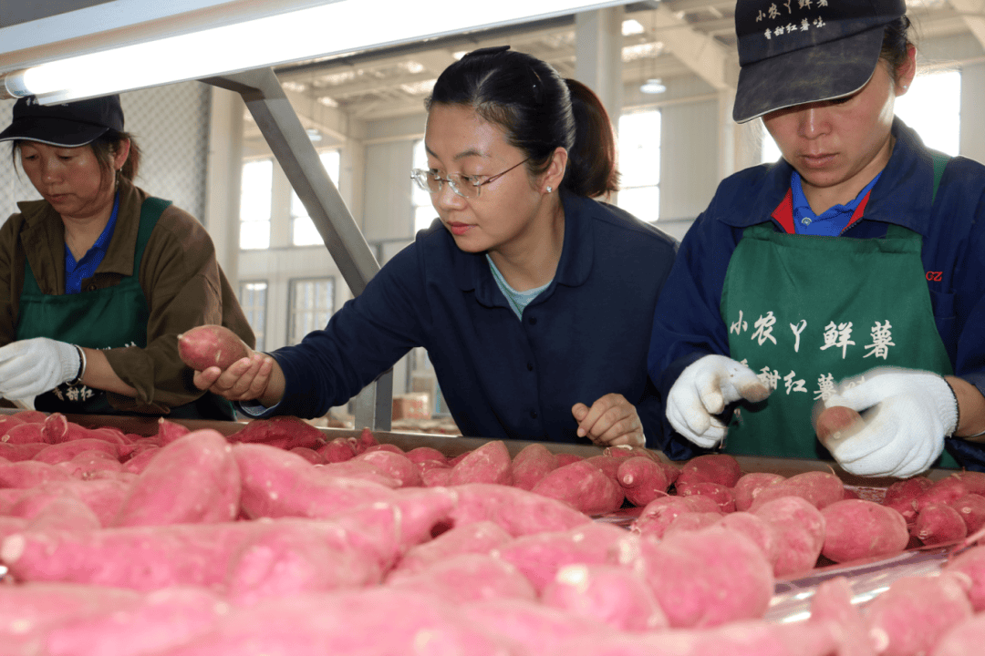 小农丫的红薯情——河南小农丫农业科技有限公司董事长 刘丹丹