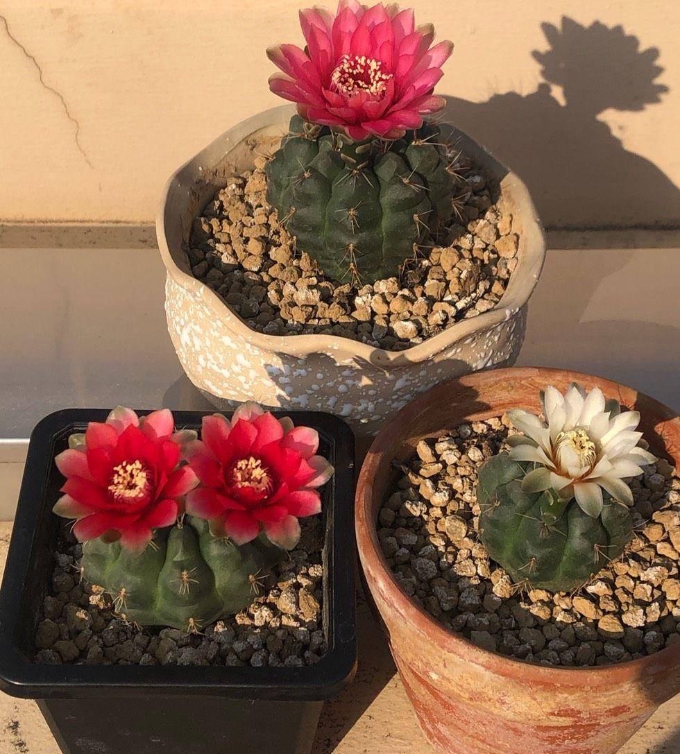 养好绯花玉,记住3点,能开好几茬,色彩鲜艳球体更胖