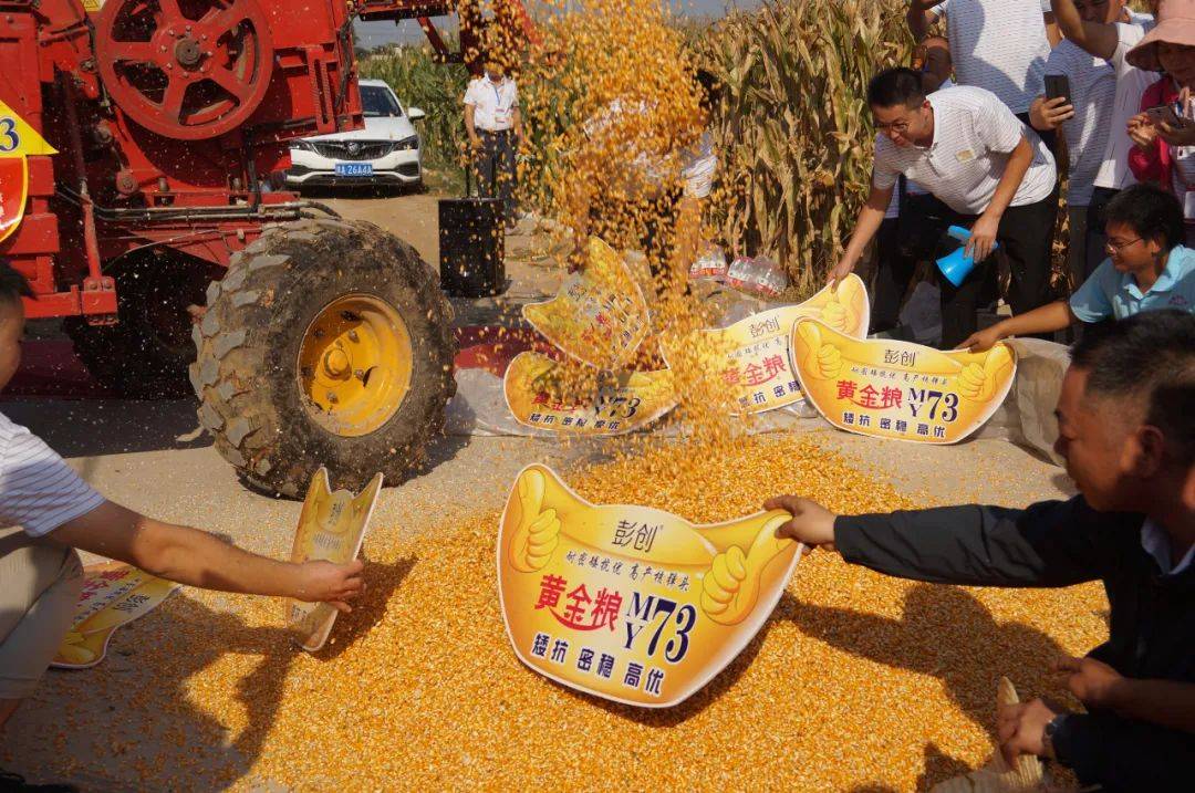 种业商务网"抖快看全程发力"黄金粮my73","九衡517"玉米大单品流量