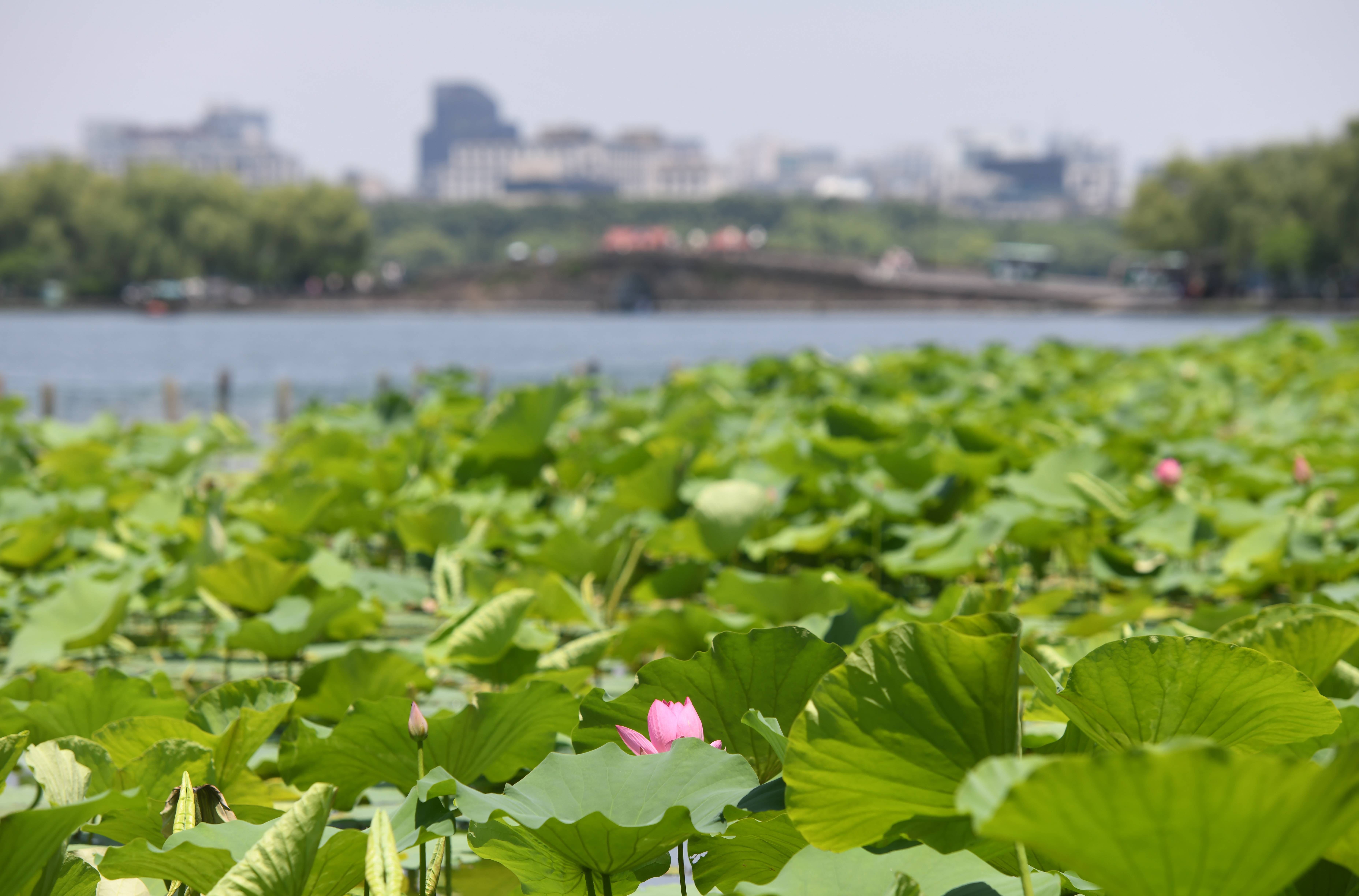 夏荷景色图片