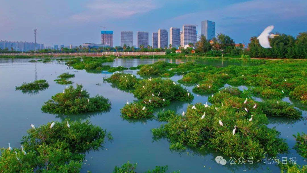 2023年,湿地公园范围内的北海金海湾红树林湿地新晋成为国际重要湿地.