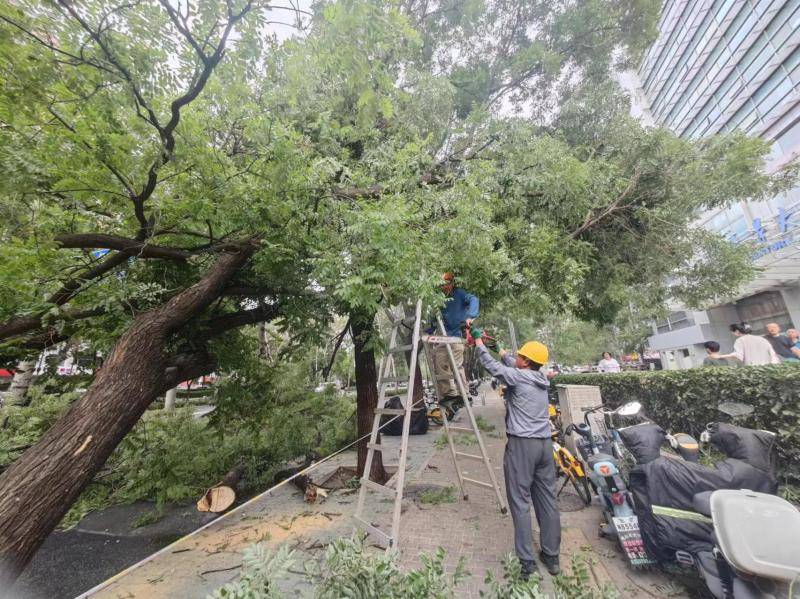 疾风骤雨致北京多地树木倒伏 市园林绿化局组织紧急清运 后续会在相应