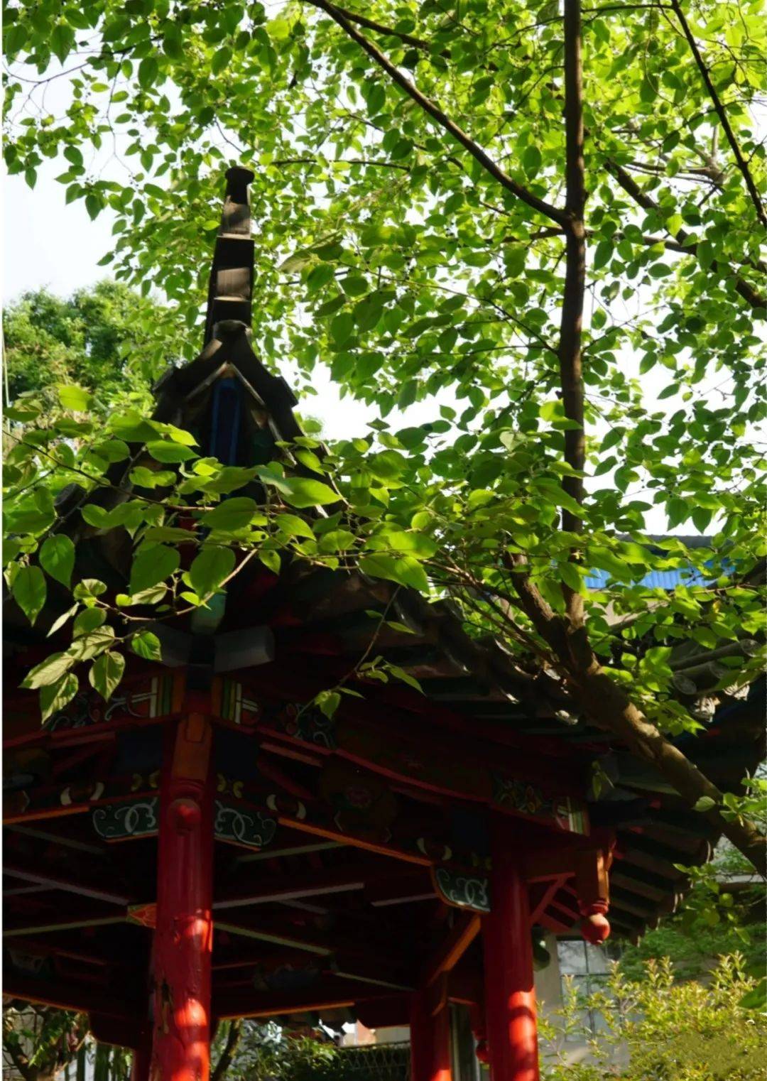 昆明版"江南水乡"藏不住啦_莲花池公园_苏州古典园林_成章