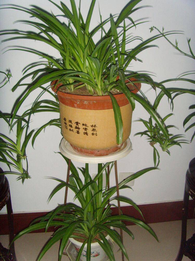 不管是金边吊兰还是金心吊兰,都非常容易养活,小雅从开始的几棵,现在
