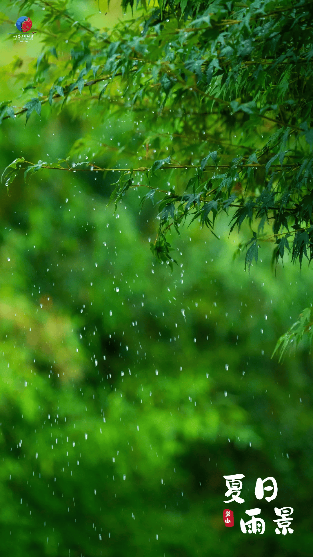 夏日雨景图片