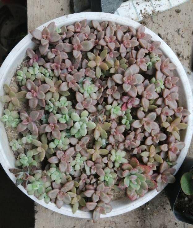 五月六月别忘了"叶插多肉",生根快长得快,又萌又多成功率高