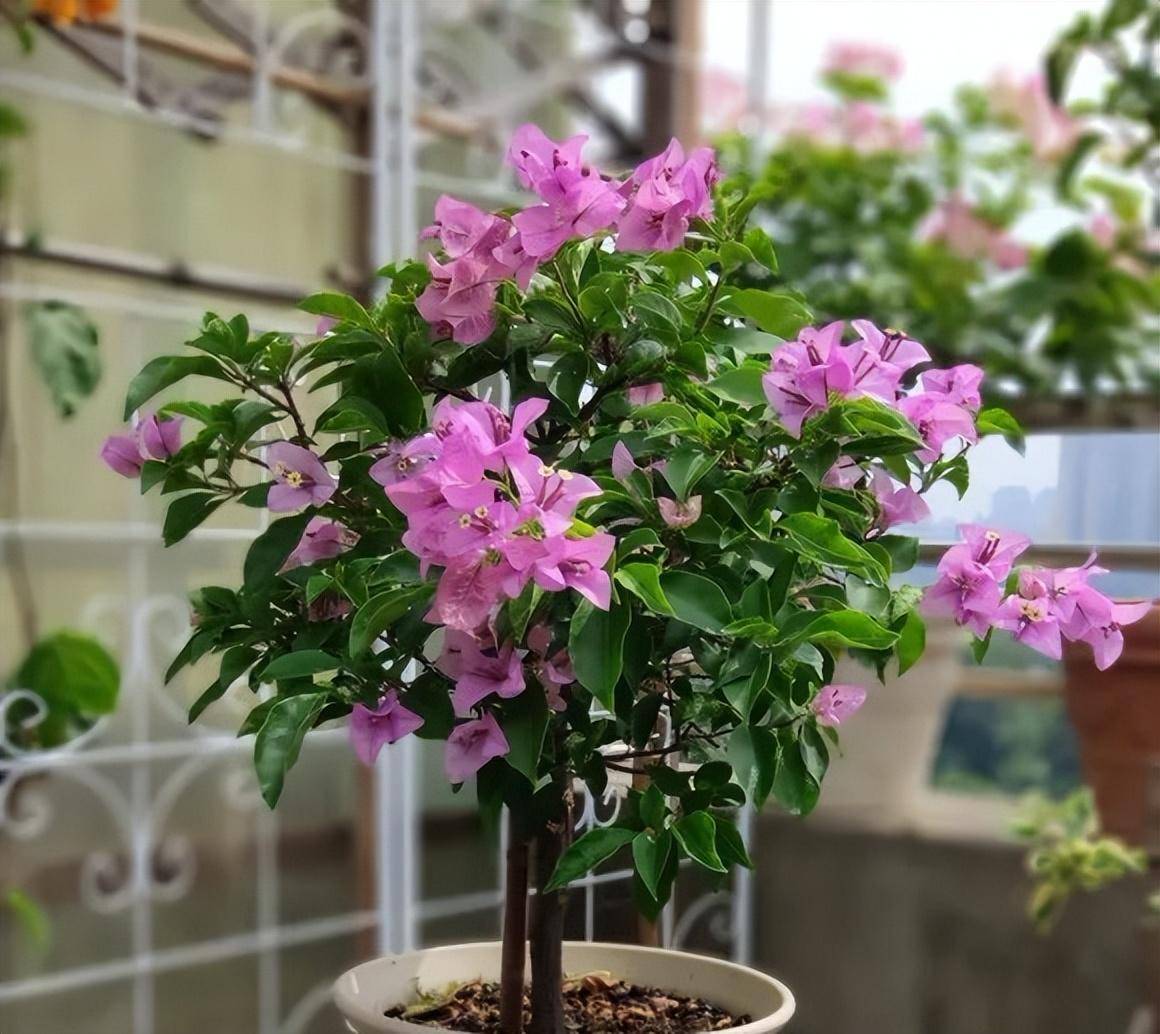 阳台只养"4种花",一年开3季,花繁叶茂,让阳台颜值高像花海