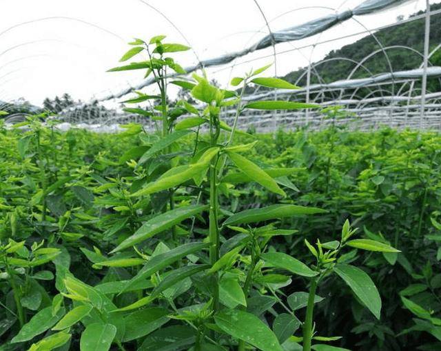野菜多少一斤(野菜一般多少钱一斤)