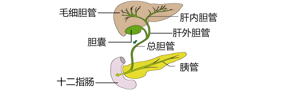 肝细胞汇管区图图片