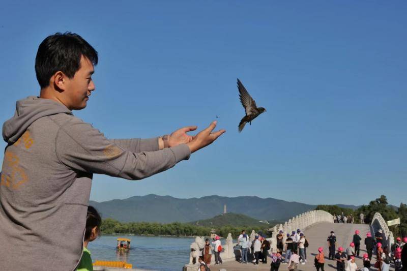 颐和园雨燕 发现标记追踪了10年的雨燕 体检