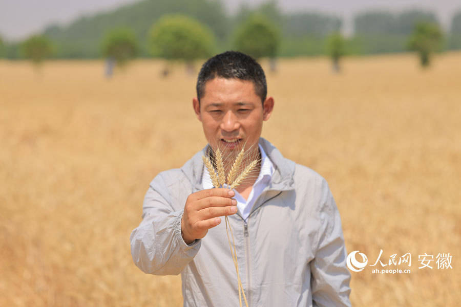 安徽涡阳:精耕细作绘出"丰"景如画
