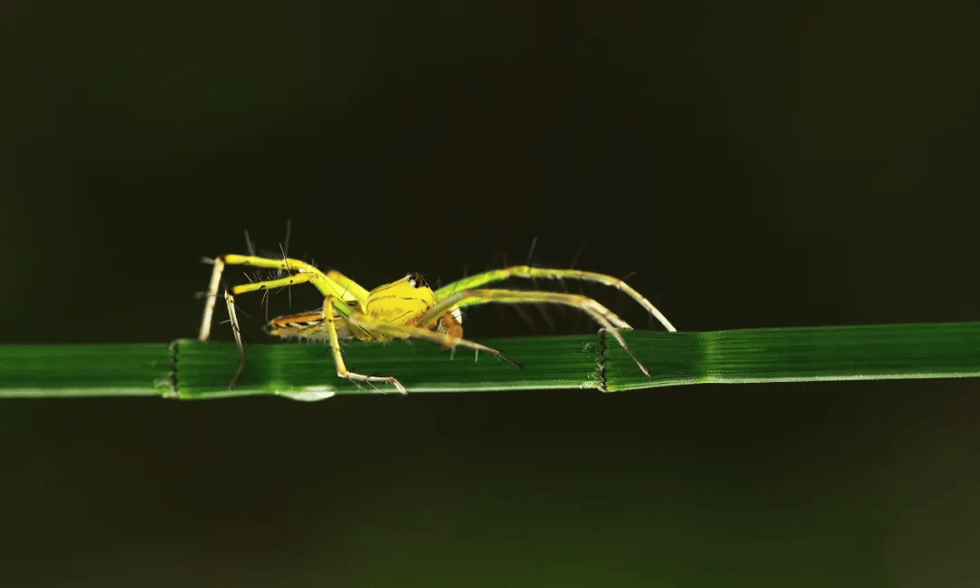 6-10日南昆山自然学校|广东生物多样性调研儿童营五