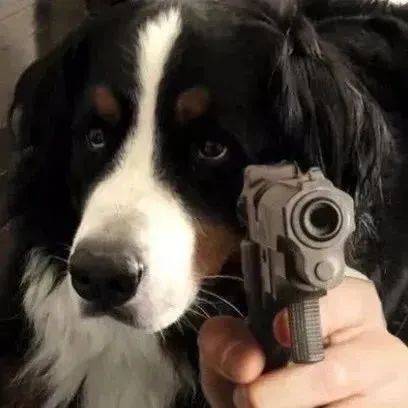 嗷呜~会害羞羞脸红的表情包_公众_熊猫头_晚霞